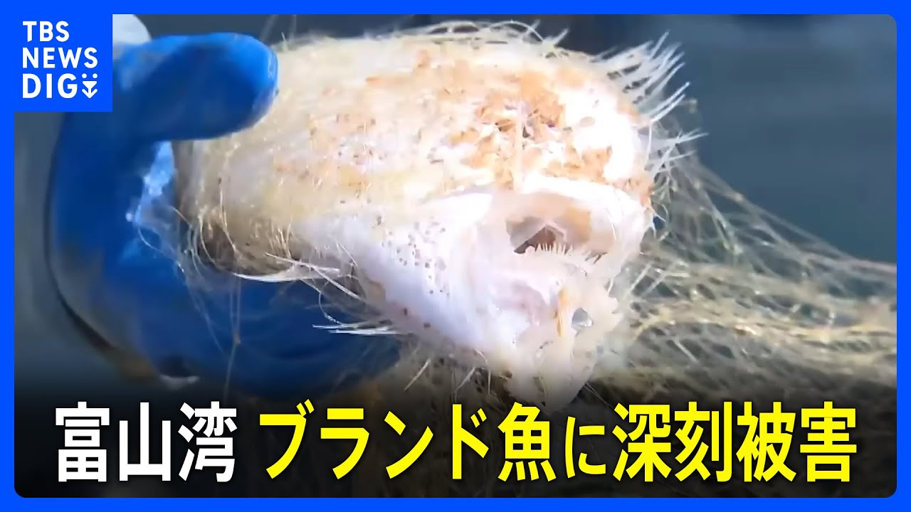 ブランド魚に深刻な被害　能登半島地震あとに富山湾で小エビ異常発生【現場から、】｜TBS NEWS DIG