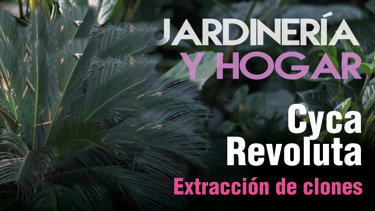 Cyca Revoluta🌴🌴Extracción de retoños (vástagos)🌴 Método casero