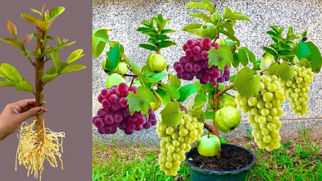 🔴LIVE: Easy way to propagate guava trees with grapes​ fruit to produce fruit quickly
