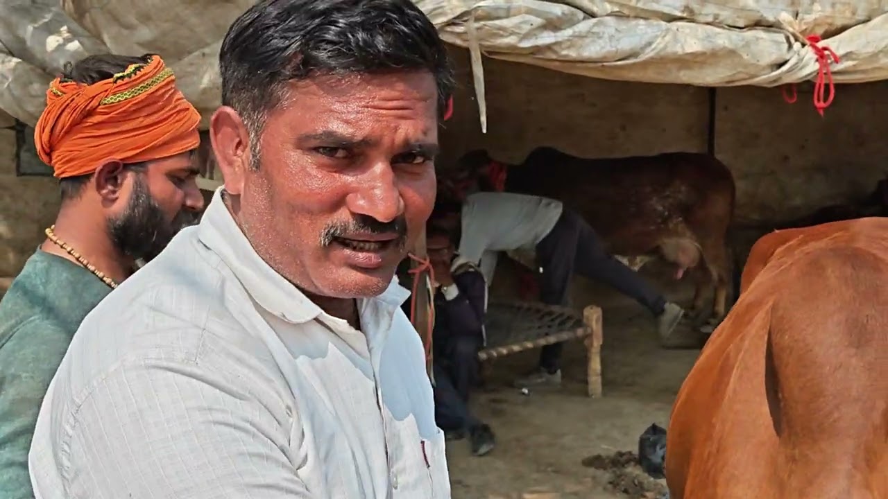 Yash dairy farm mathura u p se sel out 8979919094