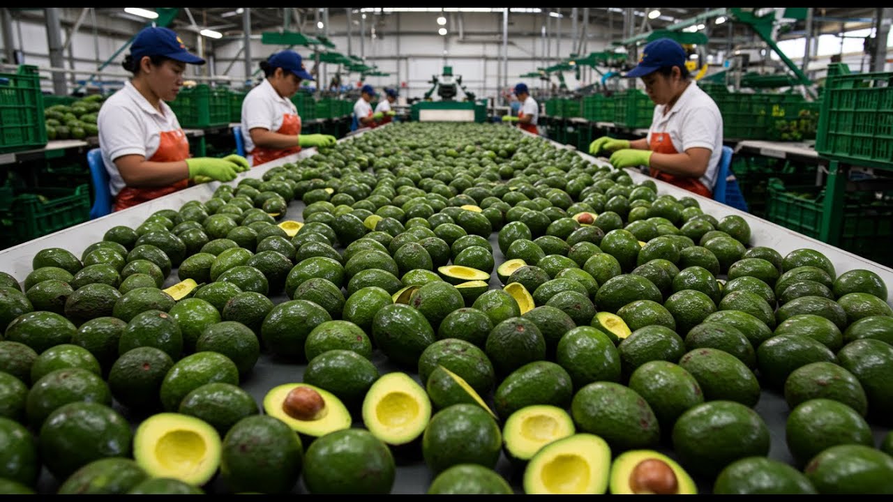 AVOCADO Harvesting! The wild process from Farm to Table