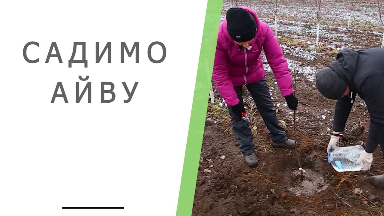 Як правильно садити айву 🍋