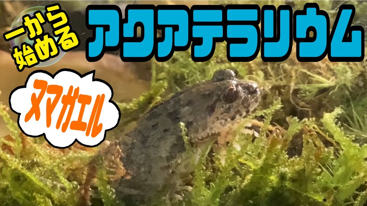 【アクアテラリウム】ヌマガエルの飼育環境を整えました🌟 お手軽、簡単、コスパ重視のレイアウト紹介です🉐【初心者向け】
