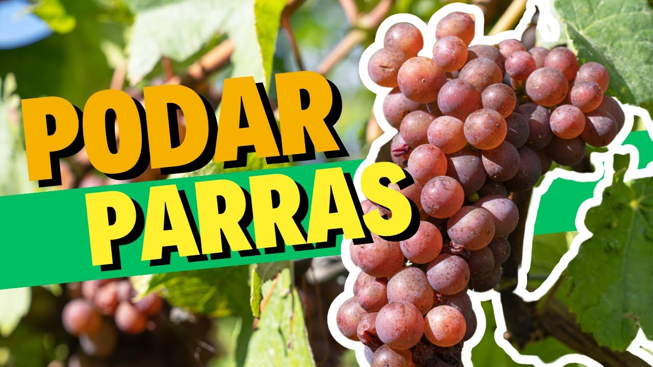 Sistema de Poda de Parras Fácil y Rápido | Aprende Consejos Prácticos