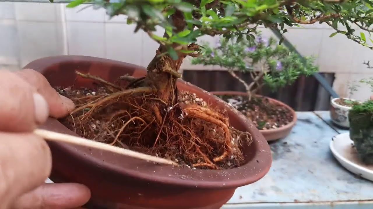 cắt rễ vào chậu an toàn cho cây mini.