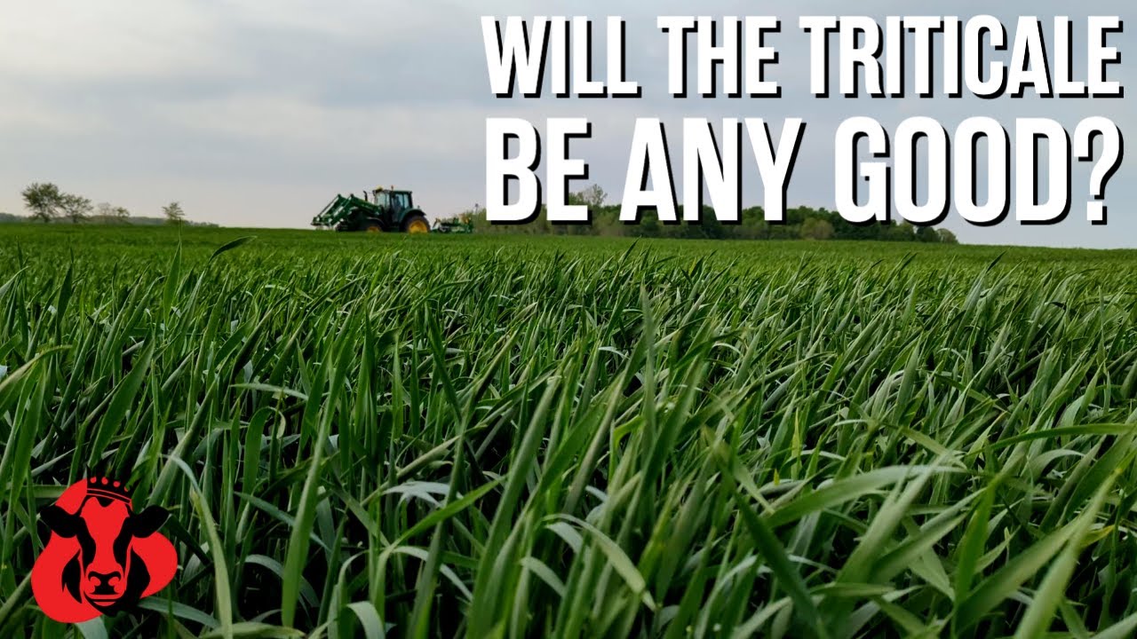 The New Air Seeder + Trying this Triticale Cow Feed | Cow Palace E81