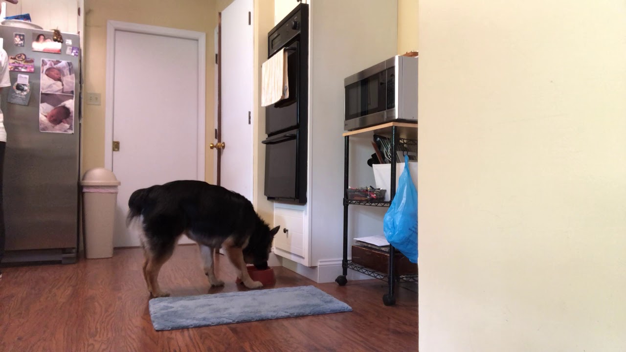 Mat training a dog