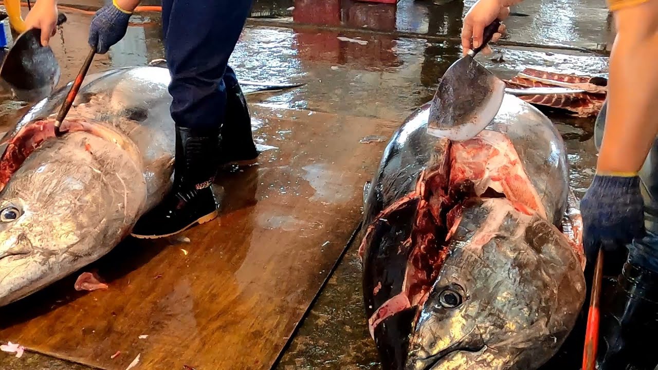 Cut two Giant Bluefin Tuna over 400kg at a time