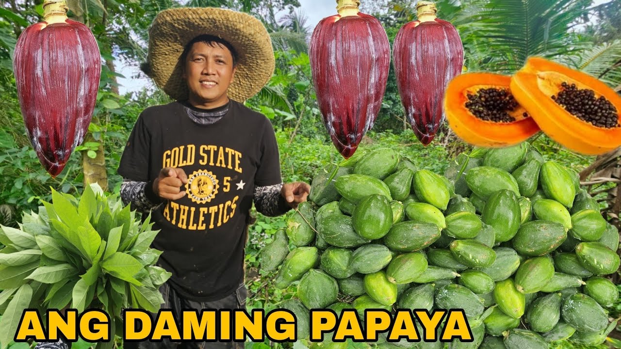 Dagsa mga Papayang Tagalog sa Gubat...Pinakyaw mga Papaya sa bukid Puso ng saging Masarap pang ulam
