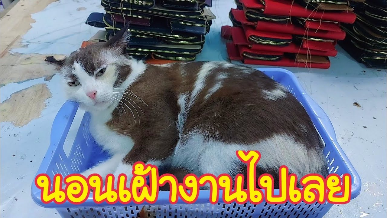 แมวน่ารัก / นอนเฝ้างานไปเลยนะบอส☺️ @บอสฟูฟู่ 