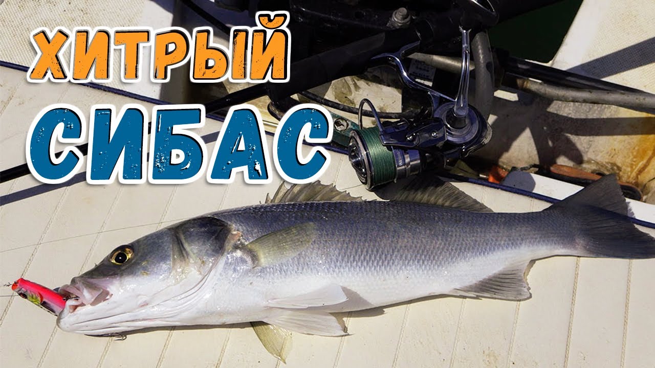 Как и где ловить СИБАСА ( Лаврака )