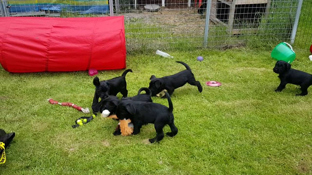 Ny leksak hos Schnauzer valpar.