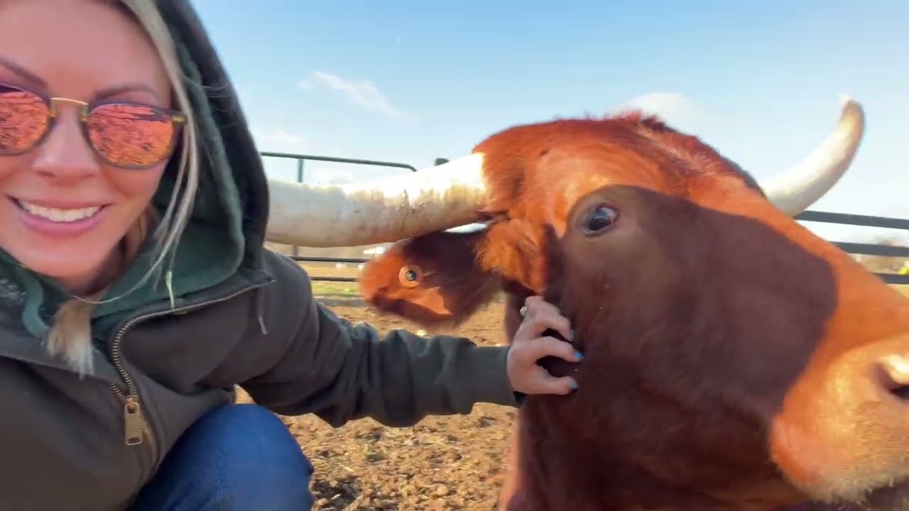 A Very Special Cow Named Bunny!