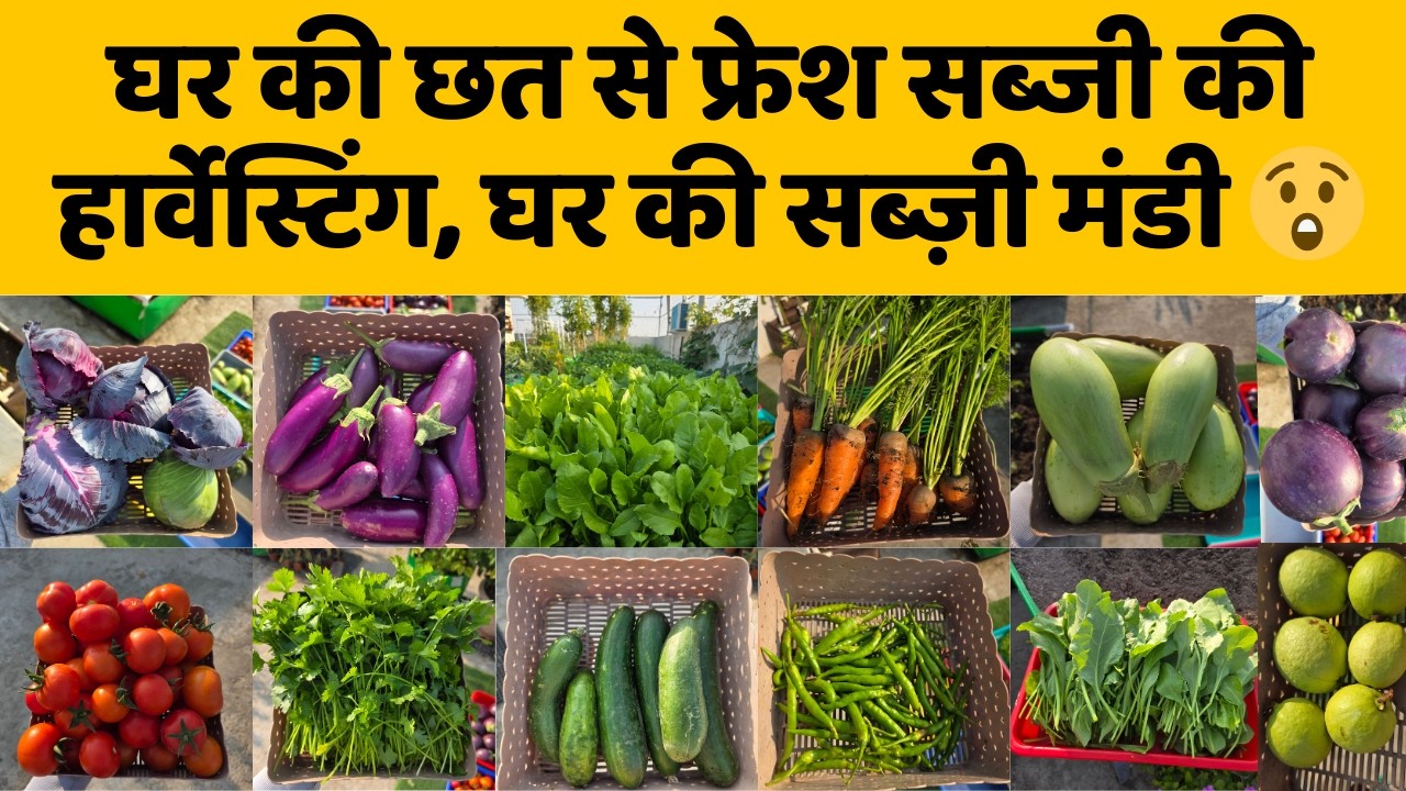 घर की छत से फ्रेश सब्जी की हार्वेस्टिंग, घर की सब्ज़ी मंडी 😲 Ghar ki chhat se sabjiyon ki harvesting