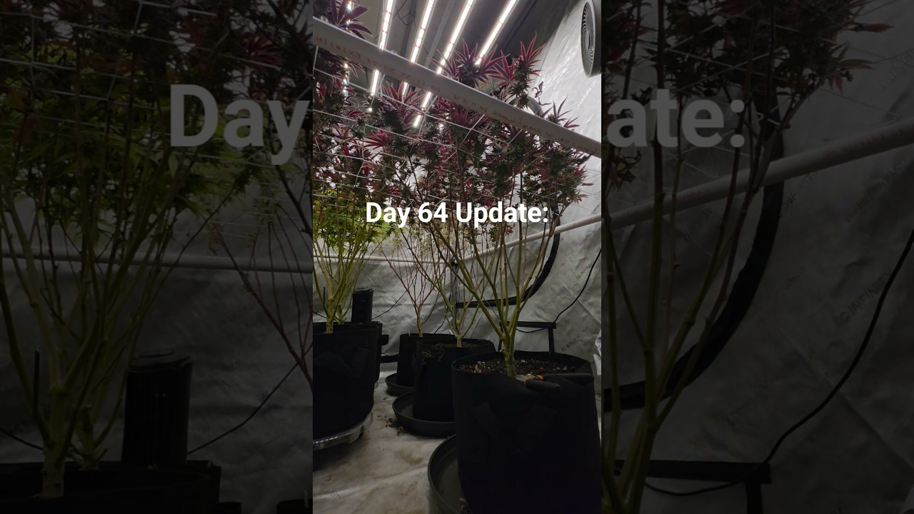 Day 64 🌱Harvest day. #growyourown #indoorplants