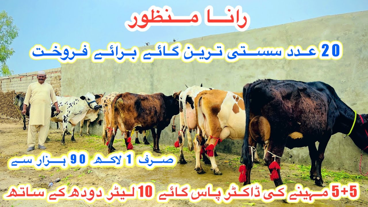 Rana Manzoor Dairy Farm |Top Class 20 Cows For Sale Today | Khangar Doctor Pass Cows | 17 Febr  2026