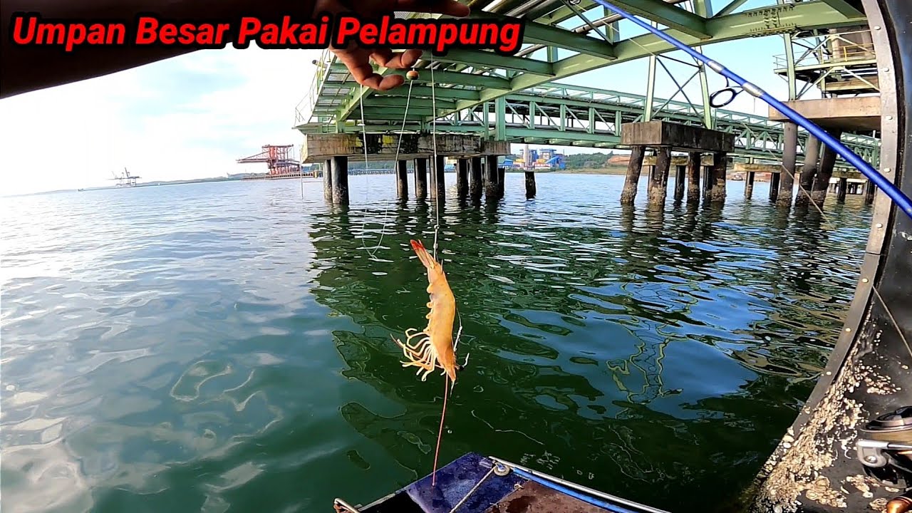 Ngeri!! Pokonya Asal Di Lihat Pasti Langsung Di Sikat, ikan Besar Penghuni Dermaga Semakin Mengganas