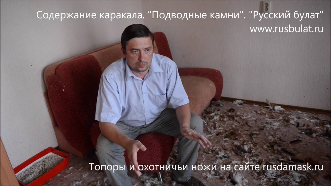 Содержание каракала. Подводные камни. Компания 