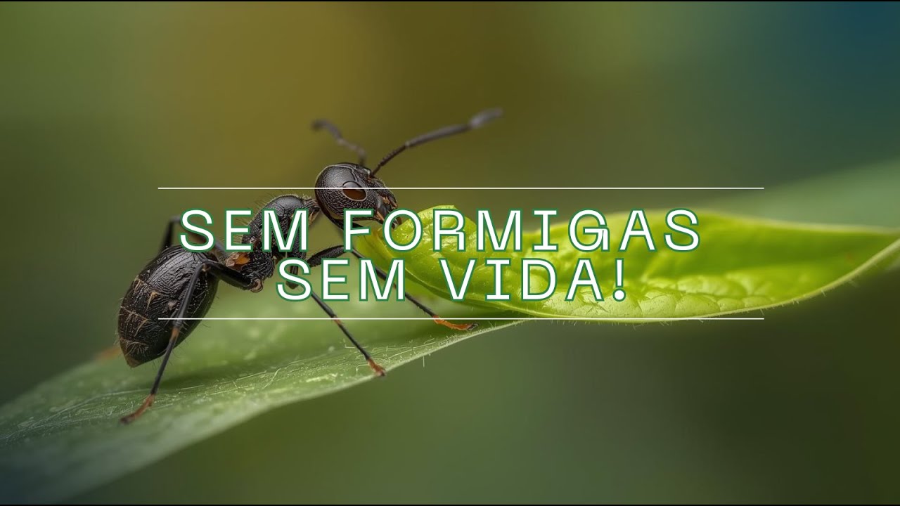 O SEGREDO DAS FORMIGAS