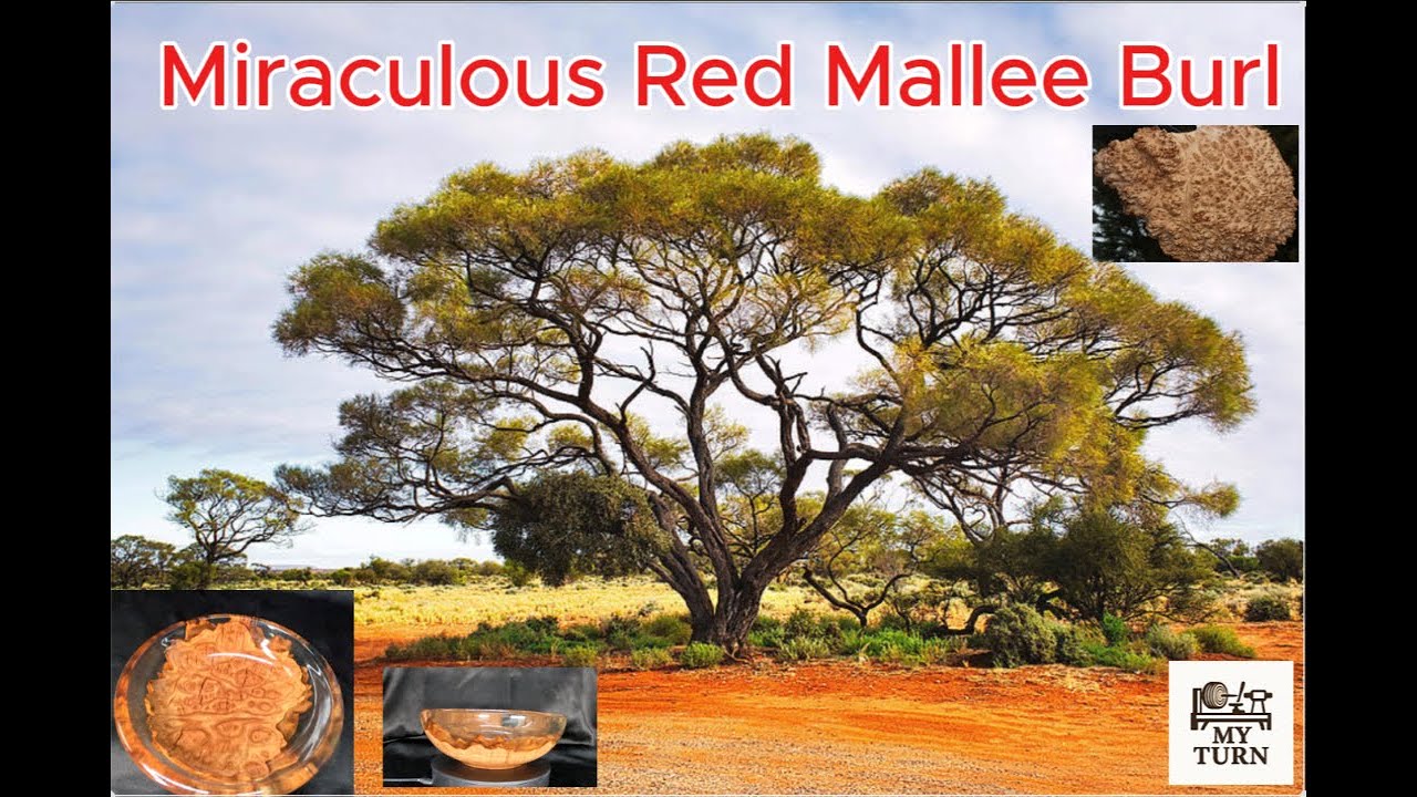 Miraculous Mallee. Classy bowl turned from Red Mallee burl and clear resin.
