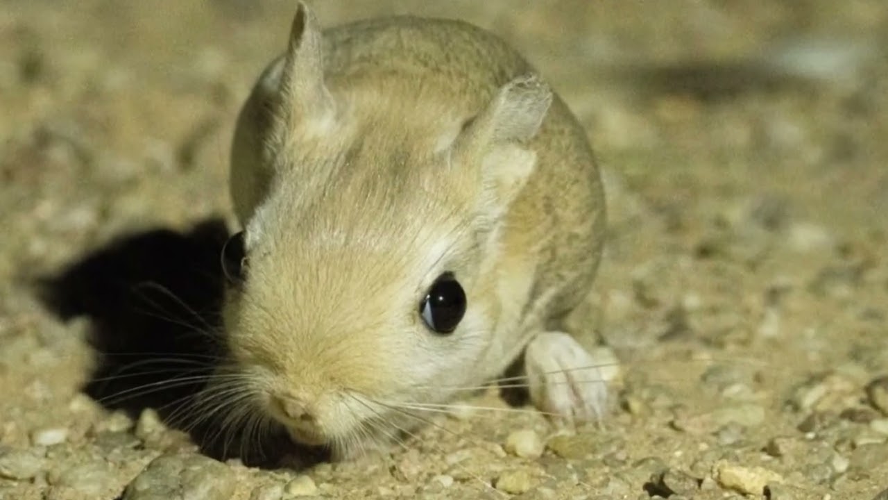 Western Sahara Desert Camp - Camera Trap Footage