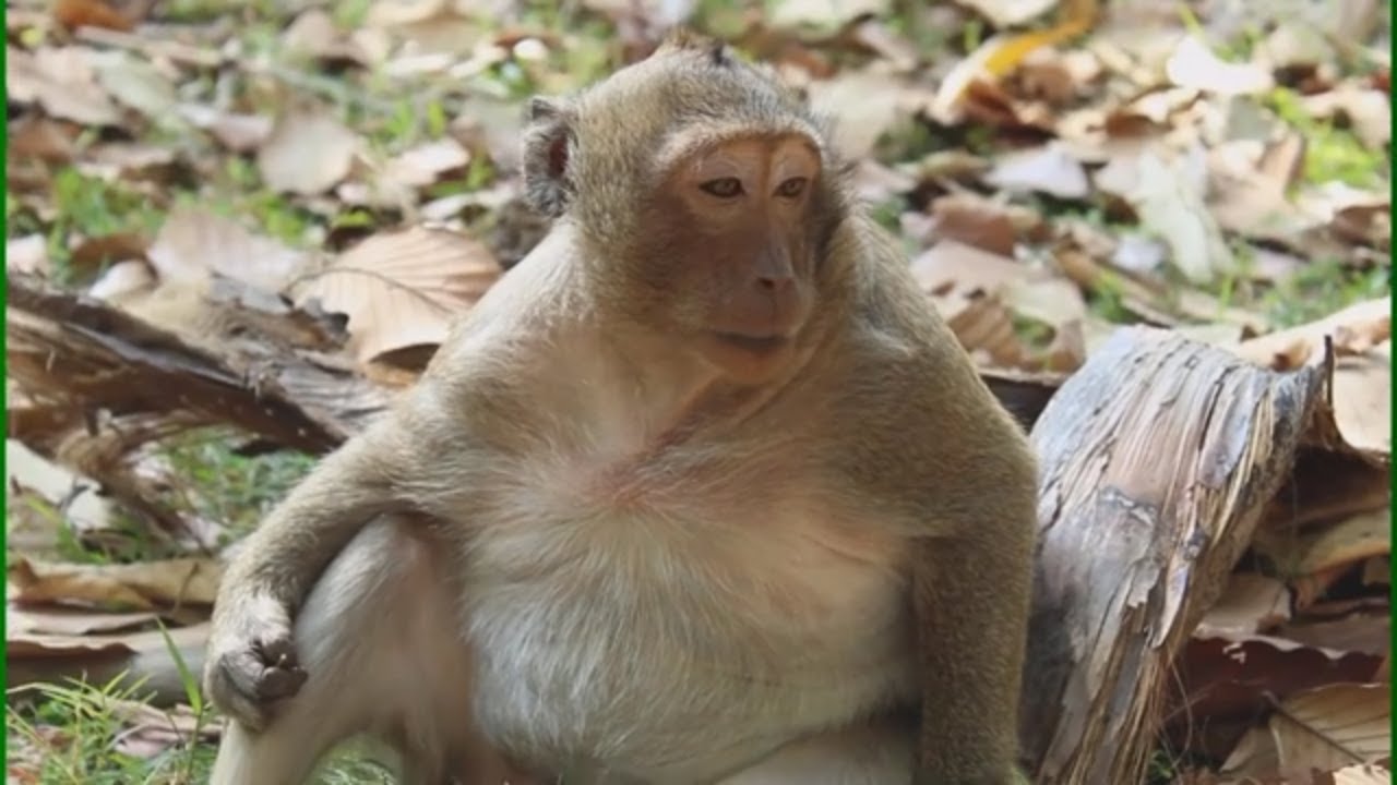 First video of monkey Sweet Pea for 2020