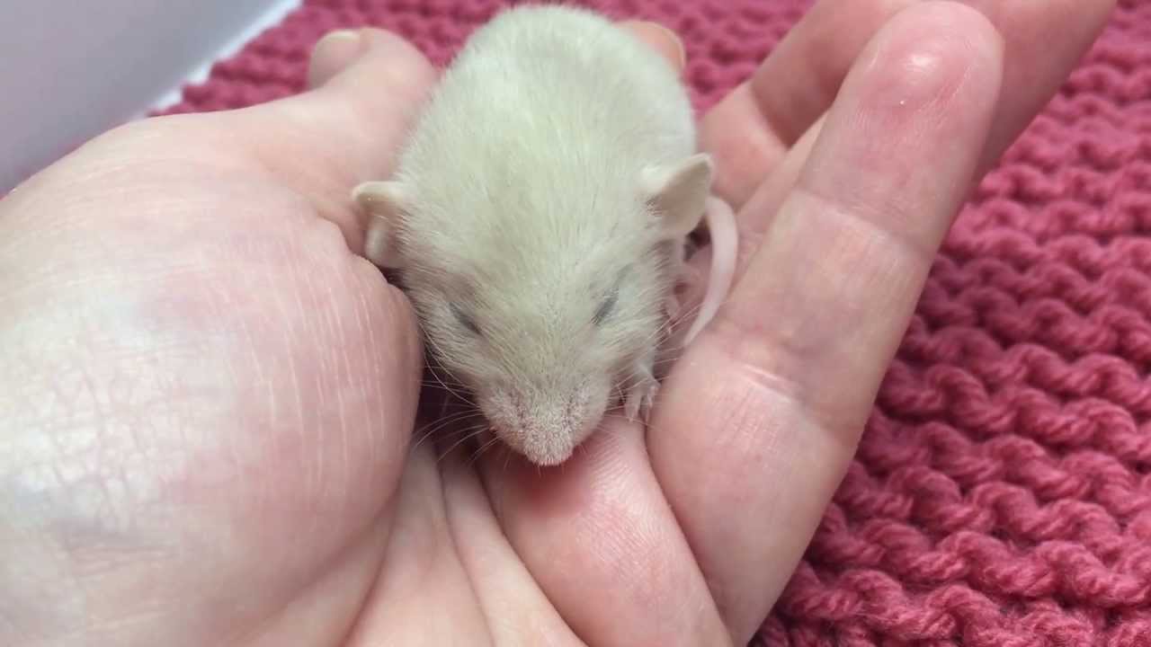 Two week old baby rat bruxing and boggling