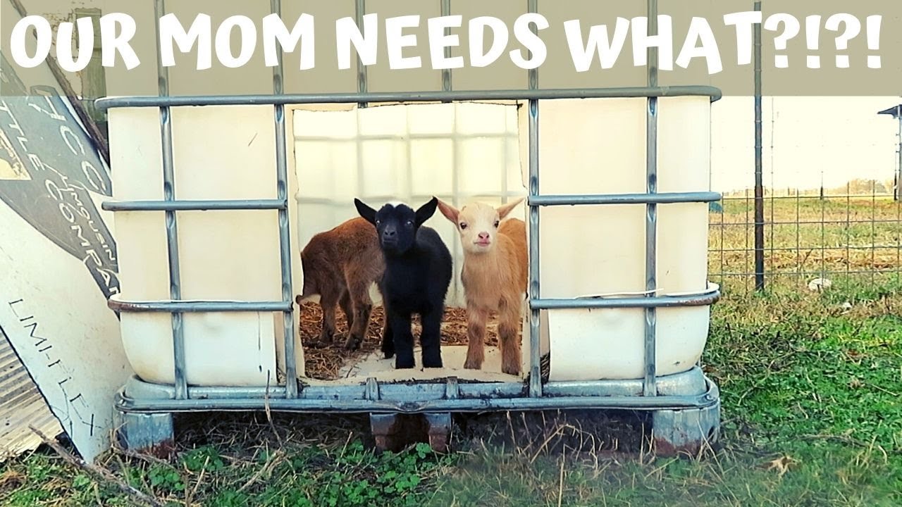BABY GOAT PLAYHOUSE! POSTPARTUM CARE FOR GOATS, WINTER PREGNANT GOAT CARE! THERES SO MUCH FIGHTING!