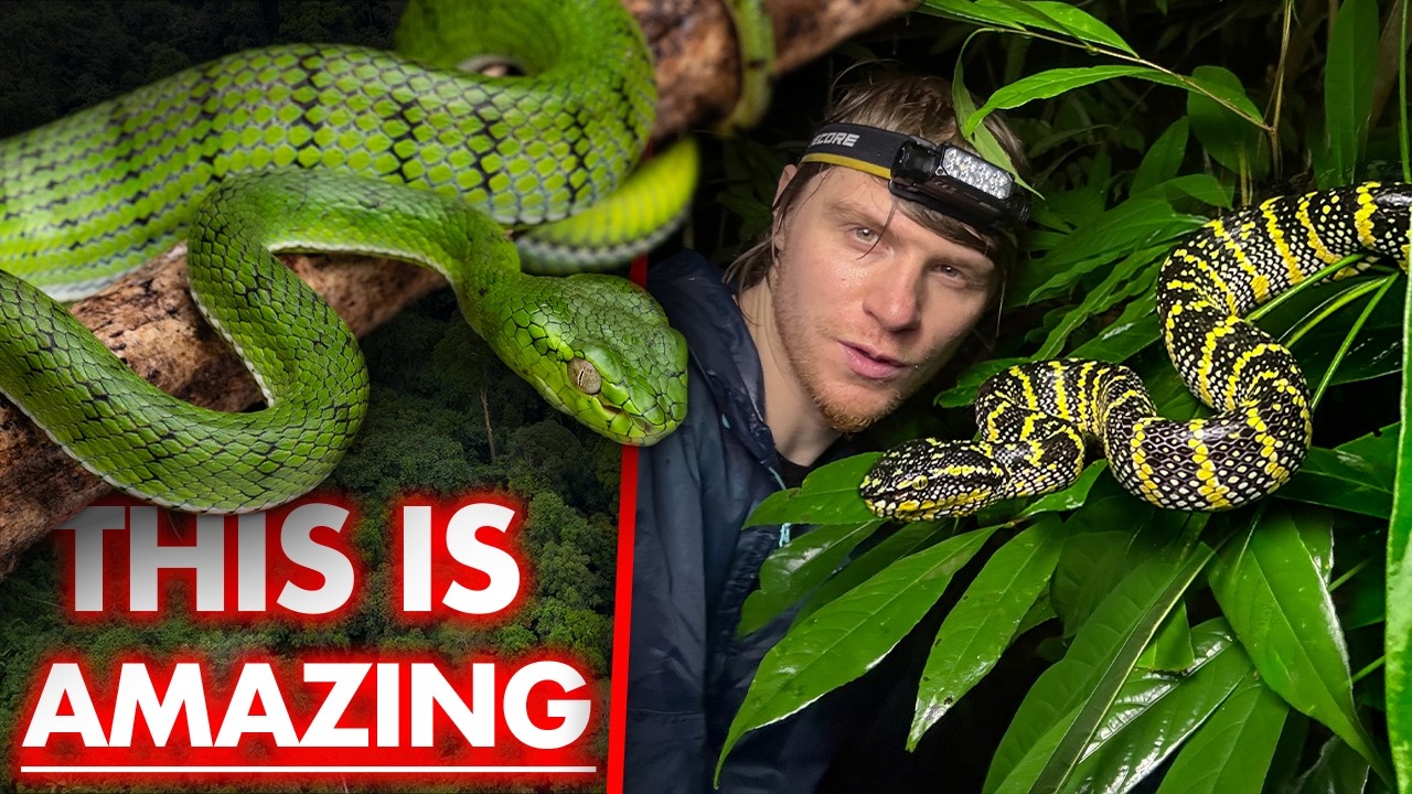 HUGE and RARE pit vipers in Kelantan (Malaysia)