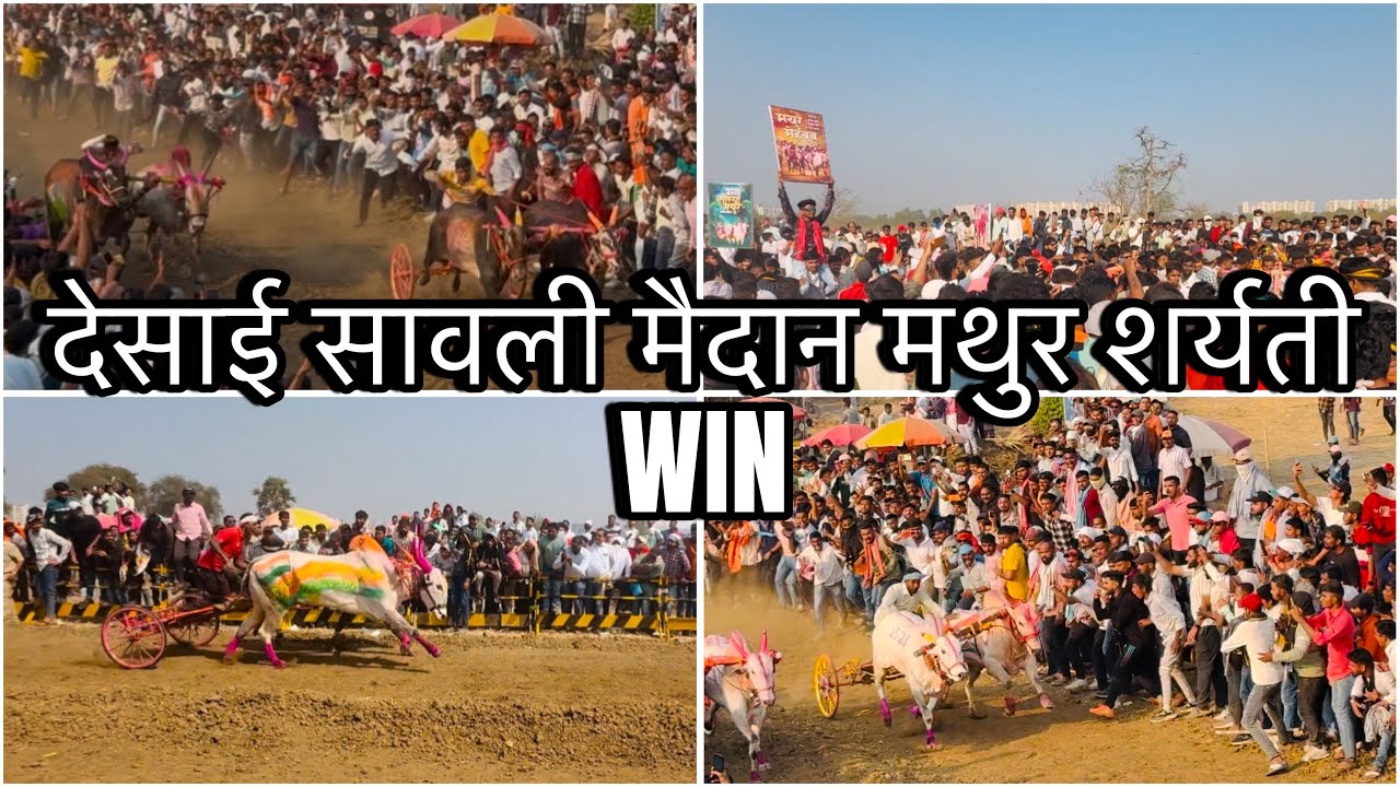 देसाई सावली मैदान मथुर शर्यती WIN