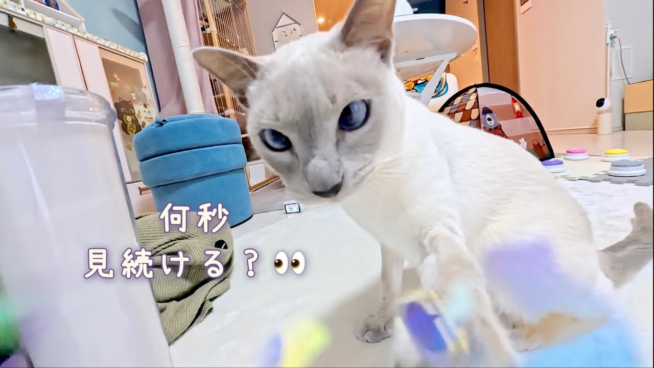 【クイズ✨】猫は何秒見続ける？キラキラ猫じゃらし🐱👀