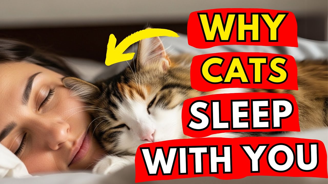 If Your Cat SLEEPS With You, They Are Trying To Tell You This! | Cat Flix