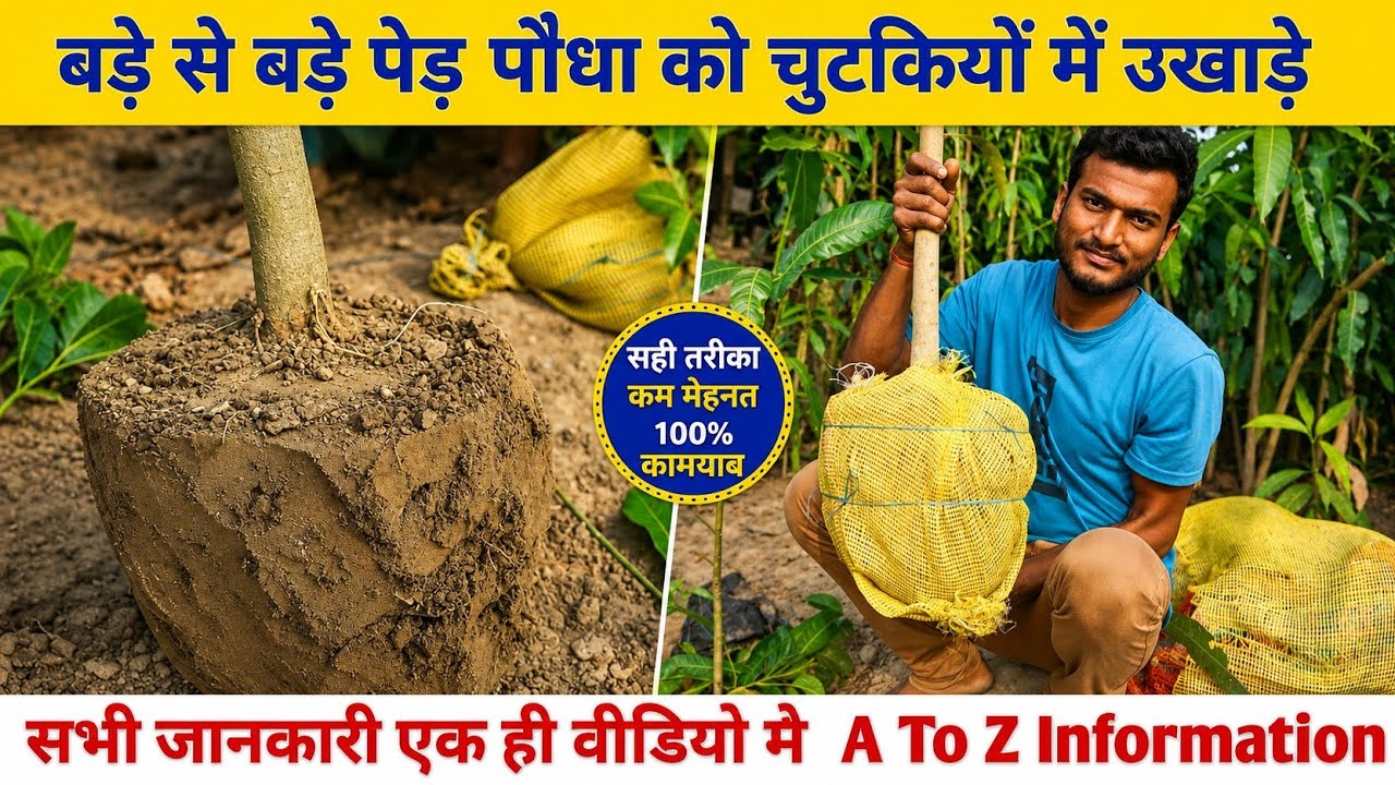 बड़े से बड़े पेड़ पौधा को चुटकियों में उखाड़े || सभी जानकारी एक ही वीडियो मे || A To Z Information.