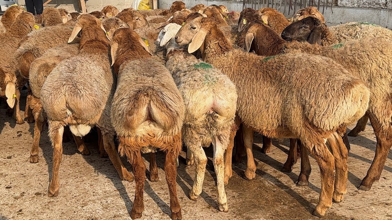 🐑🇰🇬Qirg‘izistondan ARASHAN qo‘zilar keldi!💥 5-KEKDAN SHOK NARX 💥