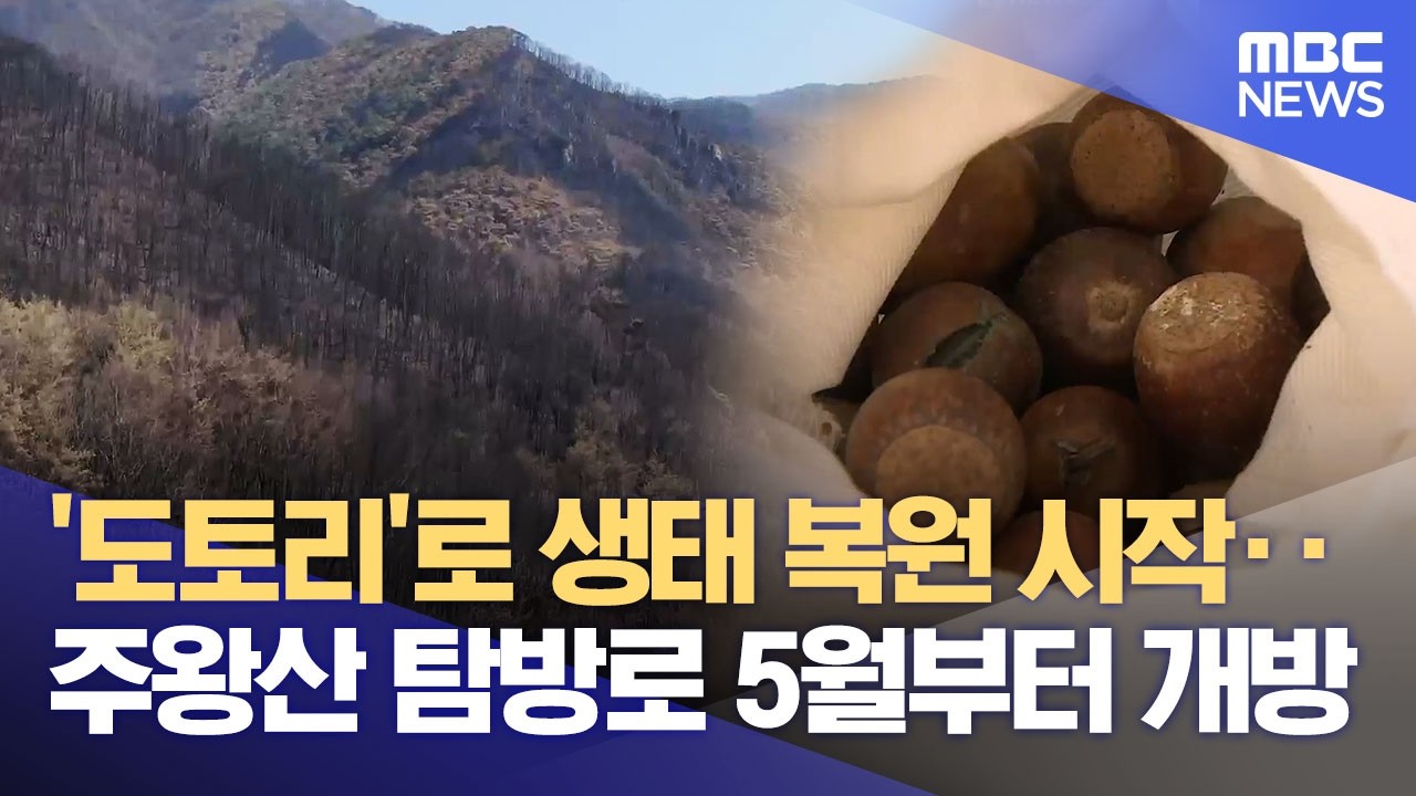 최악의 산불 주왕산국립공원 '도토리'로 생태 복원 시작 (2026.03.27/뉴스데스크/안동MBC)