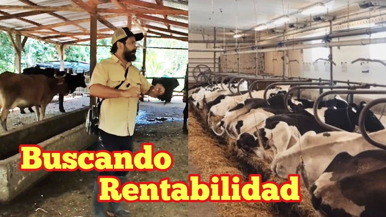 Asesoría ganadera: ¿Cambiar de rumbo es buena idea?