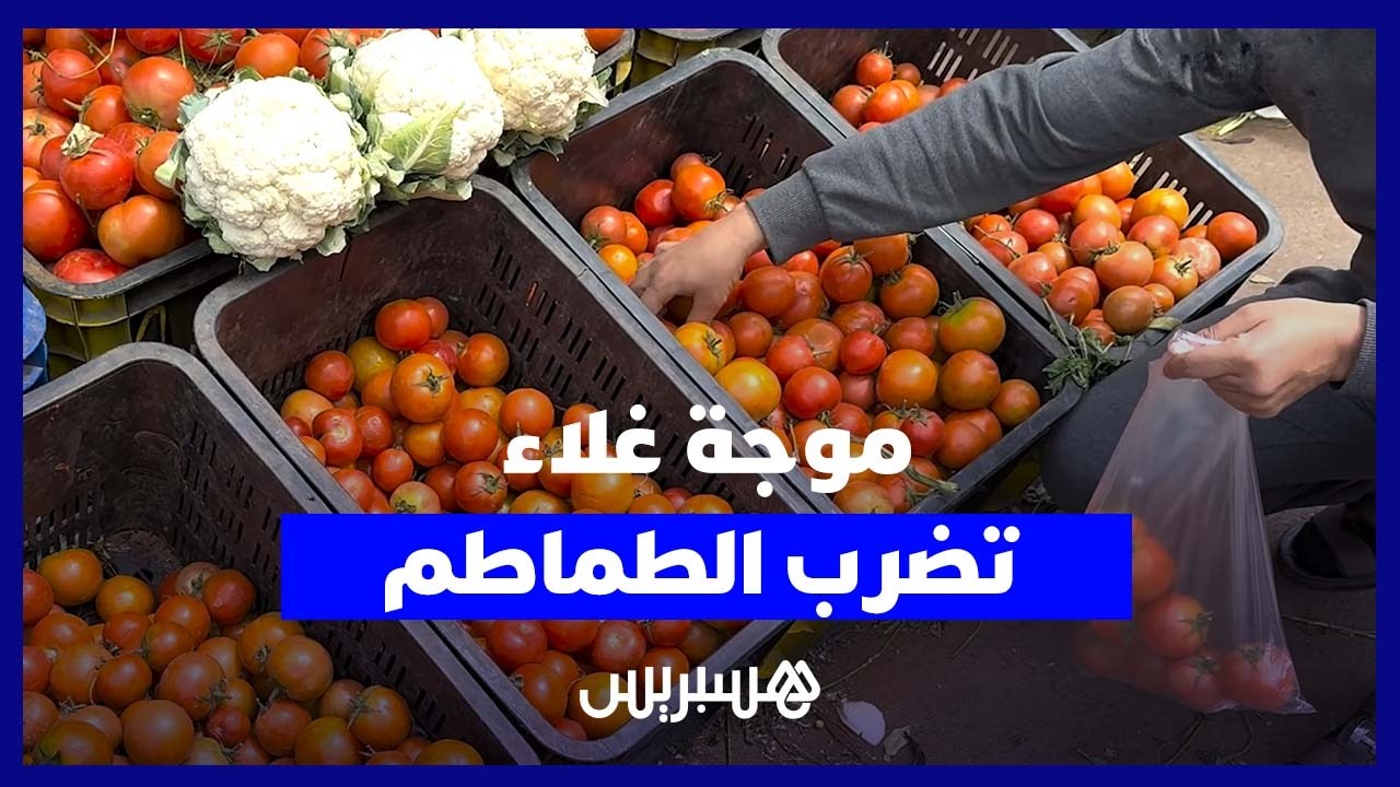 موجة غلاء تضرب الطماطم.. ارتفاع السعر إلى 14 درهما يضغط على القدرة الشرائية