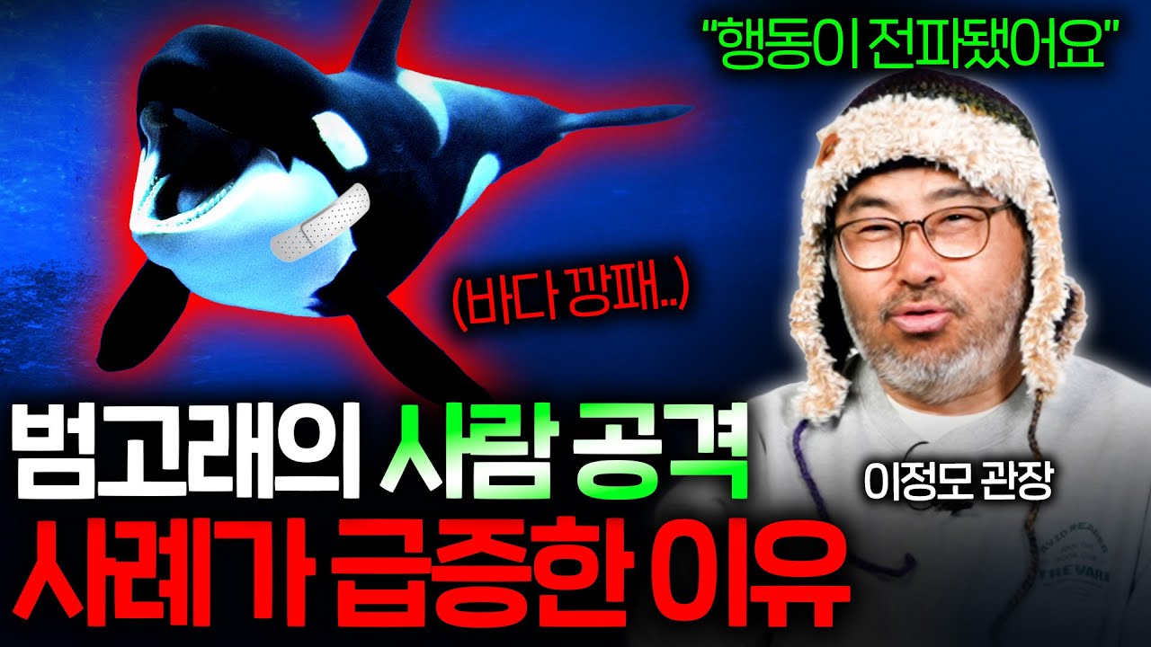 바다의 깡패 범고래가 실시간으로 종의 분화를 겪고 있는 이유 | 과학정모 EP.51