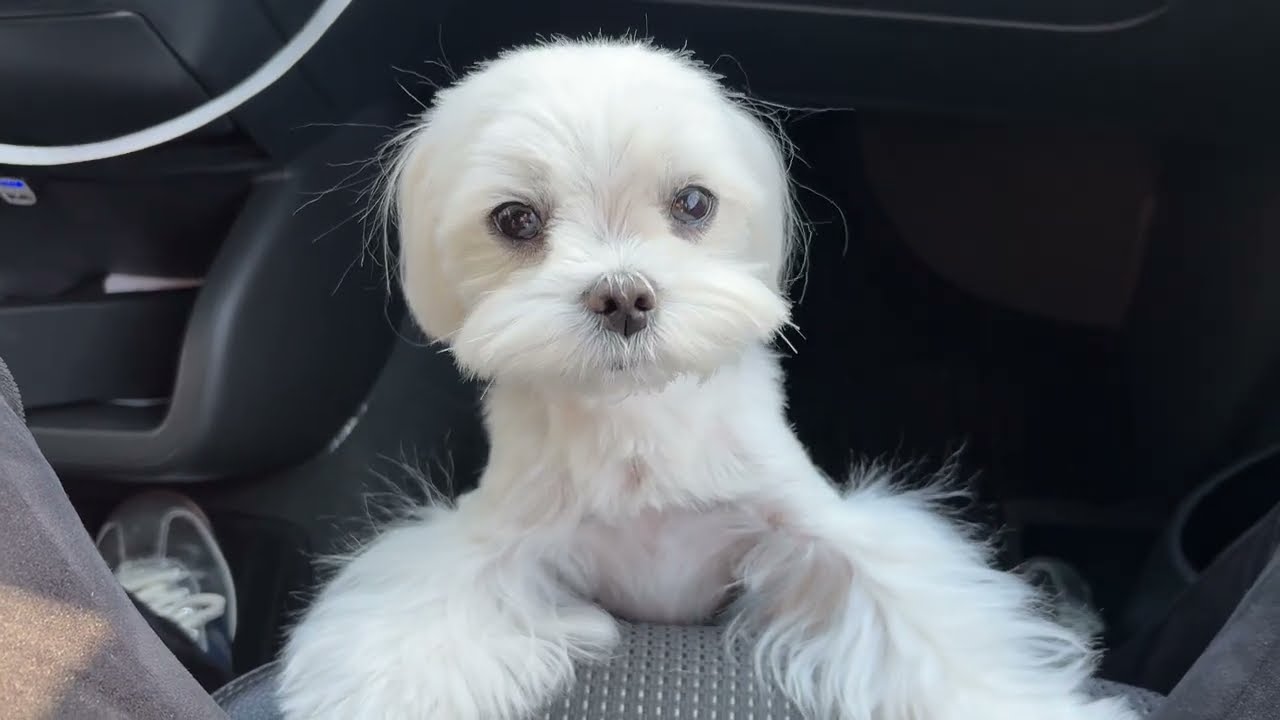 Two Maltese dogs in the car - it is ALWAYS LIKE THIS 🤣
