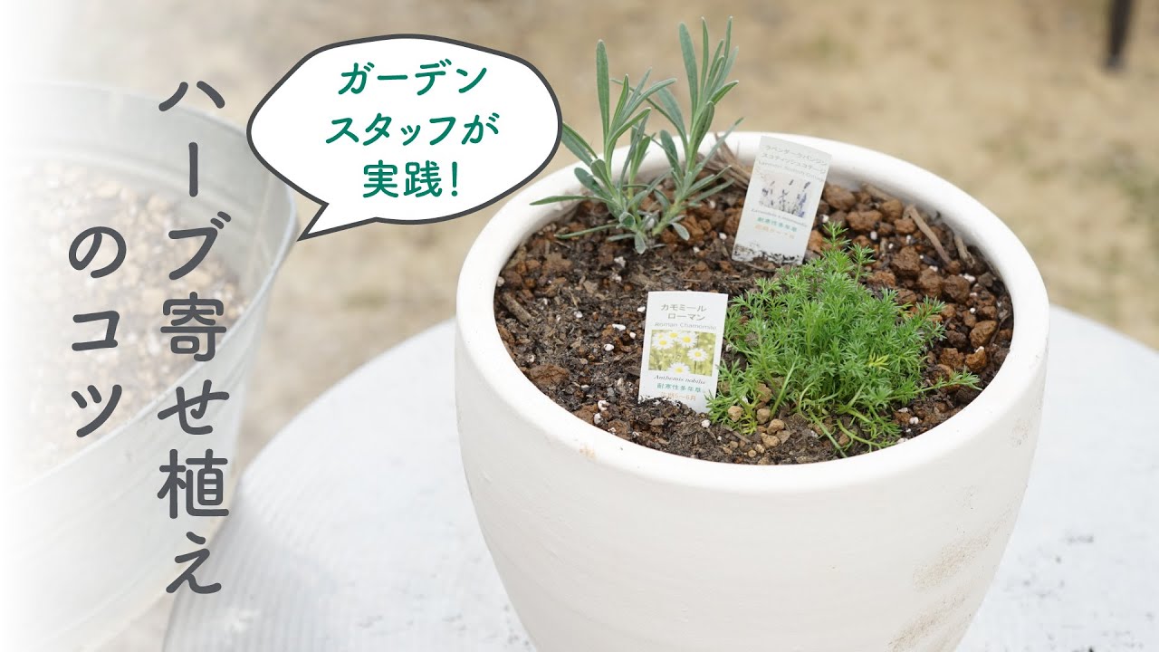 ハーブ苗寄せ植え・育て方のコツ