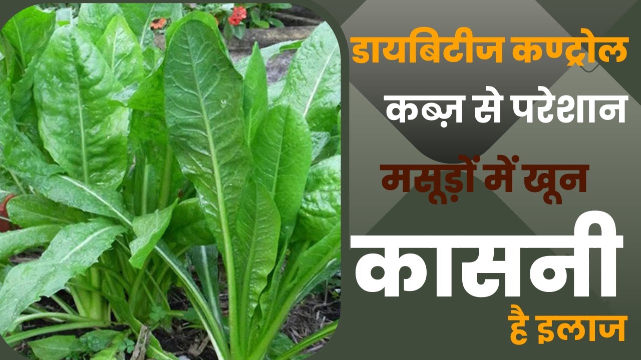 Kasani Herb Benefits: किडनी से Constipation तक कई तकलीफों में फायदेमंद है कासनी | Jeevan Kosh
