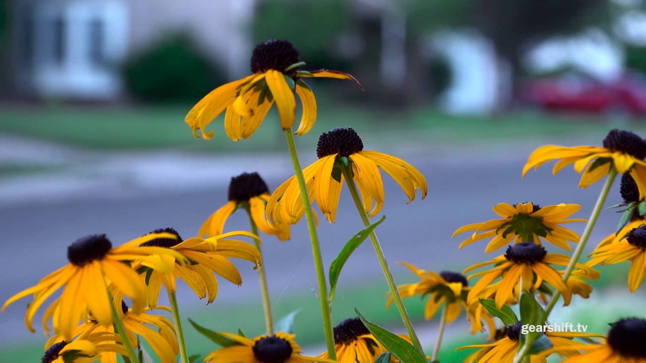 4k Sony PXW-Z150 Yellow Flower Test
