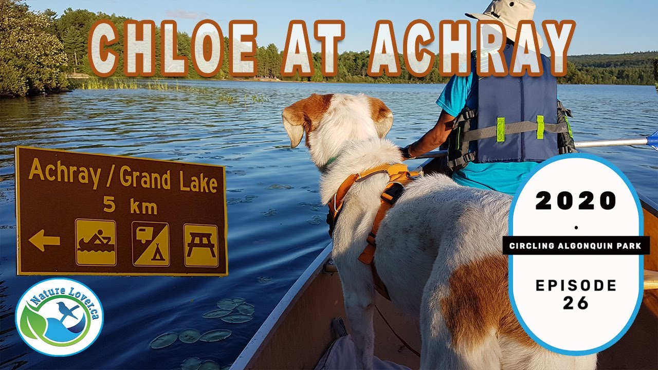Chloe The Foxhound At Achray - Circling Algonquin Park Series - Ep 26