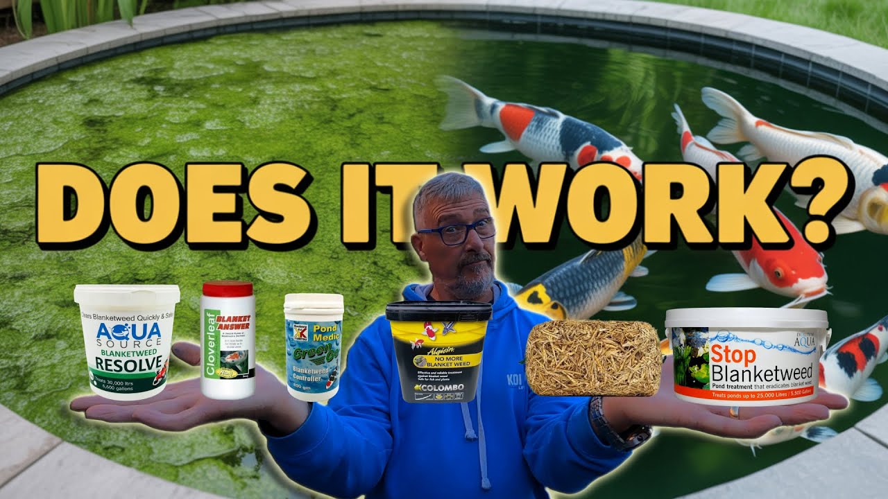 KILLING Blanket Weed in My Koi Pond with viewers product suggestions.😉** BUT WILL THEY DO IT?🤔