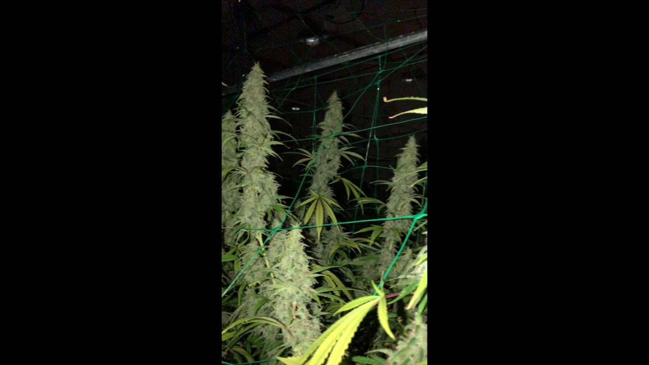 The High Road - Super Silver Haze