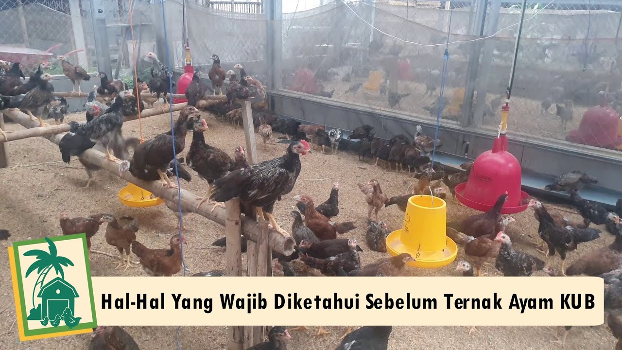 5 Hal Penting untuk Sukses Berternak Ayam Kampung - Part 1