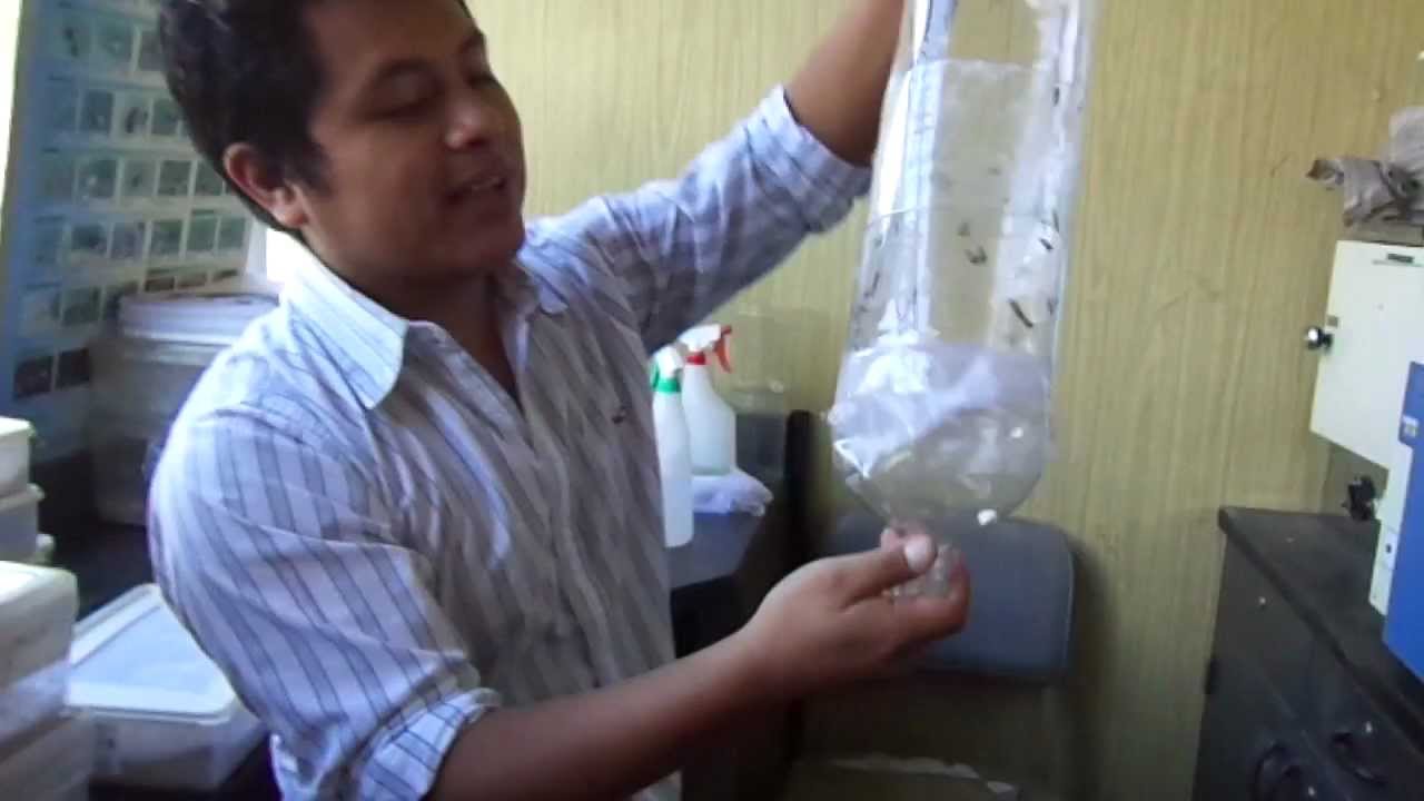 Colecta de Adultos  de Sitotroga cerealella  utilizada como hospedero alterno de parasitoides