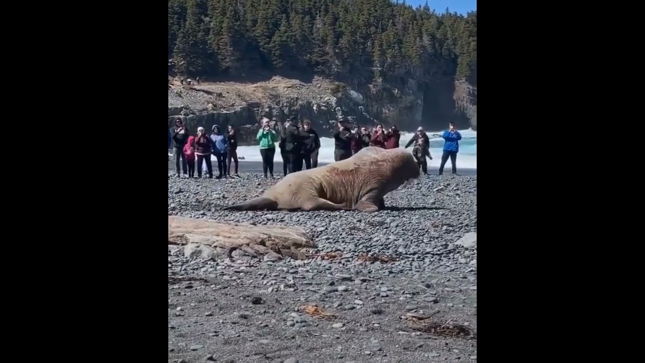 big walrus