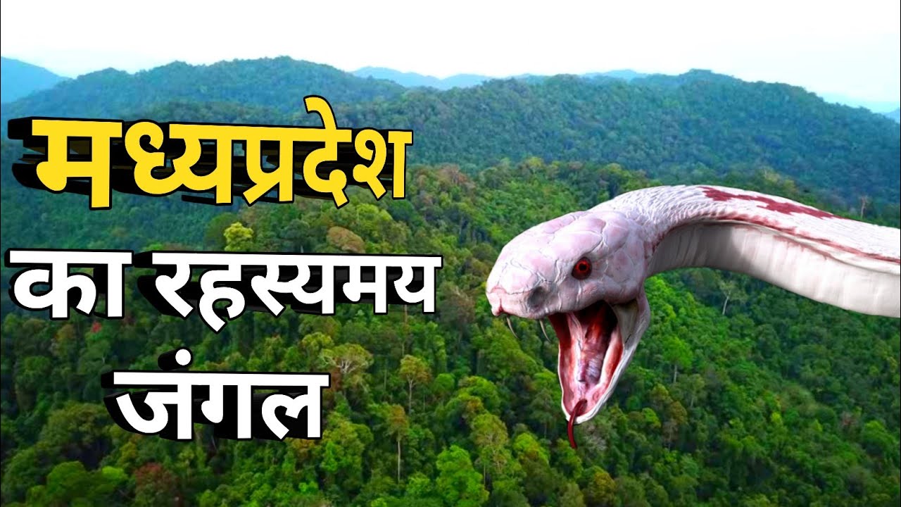 मध्यप्रदेश का रहस्यमय जंगल | Madhya Pradesh Forest | Mp Forest | मध्यप्रदेश का जंगल | Forest Video |