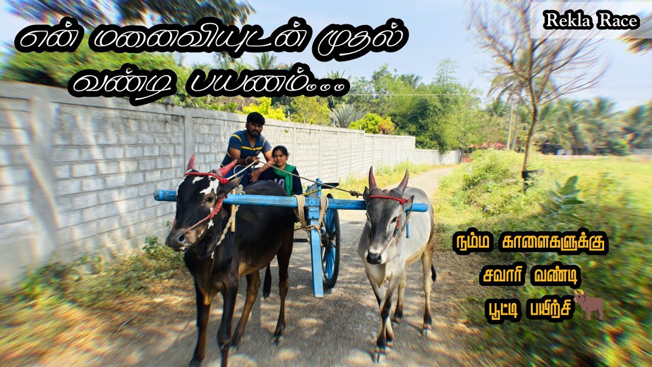 எங்களுக்கும் மாட்டு வண்டி முதல் பயணம்🫣 எங்க காளைகளுக்கும் இது முதல் வண்டி பயனம்😶‍🌫️🐂 Rekla Training🚀